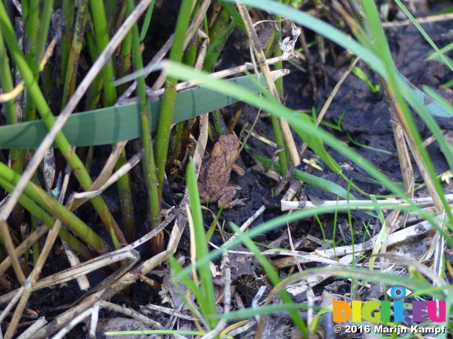 FZ032339 Tiny frog in grass